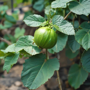 Tomatillo Seeds - Toma Verde Tomatillo Growing In Vegetable Garden