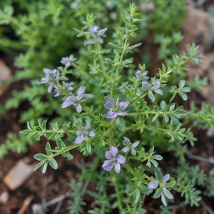 Common Thyme Culinary Herb Growing In Vegetable Garden With Flowers