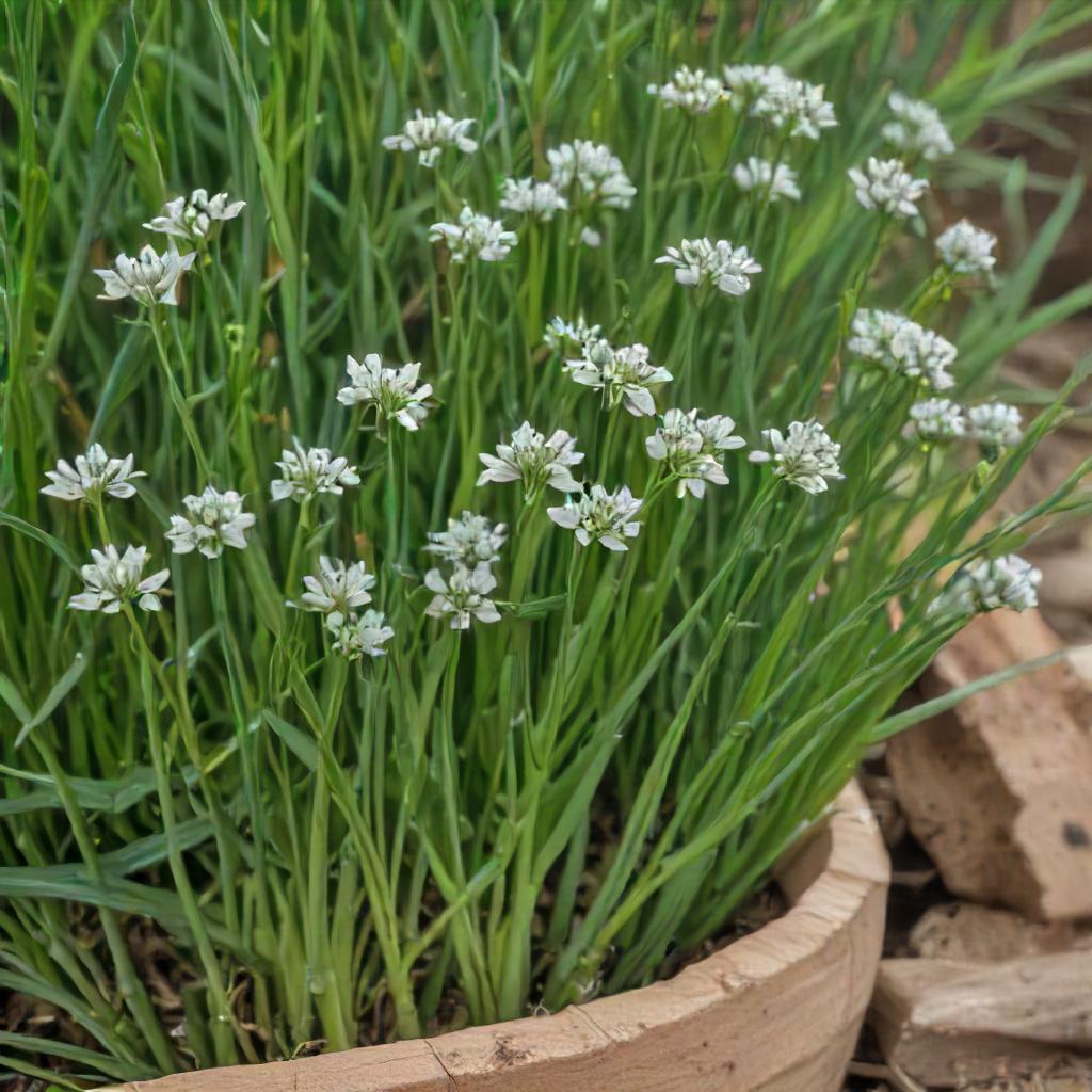 Chive Seeds – Garlic Chives