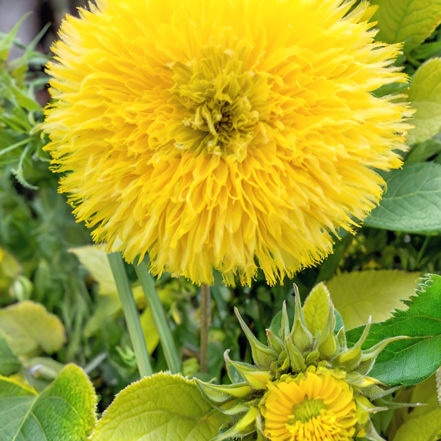 Sunflower Seeds - Giant Teddy Bear
