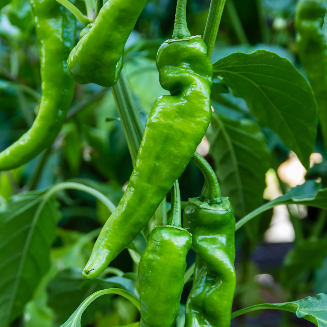 Close up image of anaheim chili peppers growing