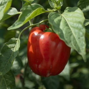 Close up phot of a Cal Rose Red Bell Pepper Growing