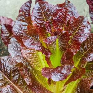Close up photo of Cimmaron Lettuce