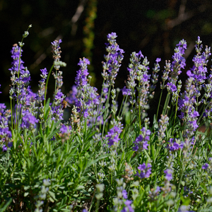 A photo of English Lavender growing in a backyard garden
