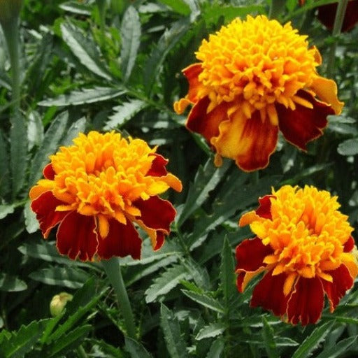 Marigold Seeds - French - Naughty Marietta