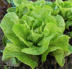 Closeup of Little Gem Lettuce in a garden