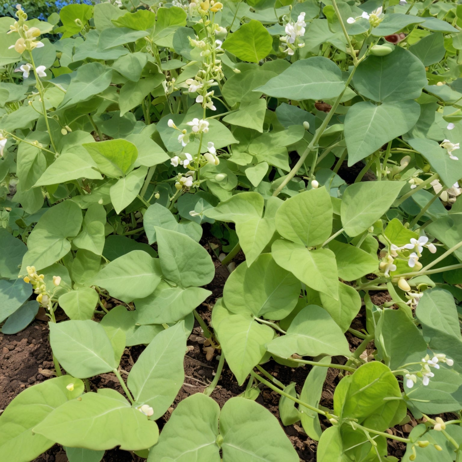 Bean Seeds - Henderson Lima