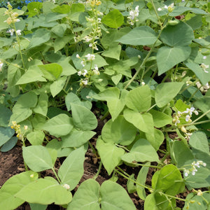 Bean Seeds - Henderson Lima