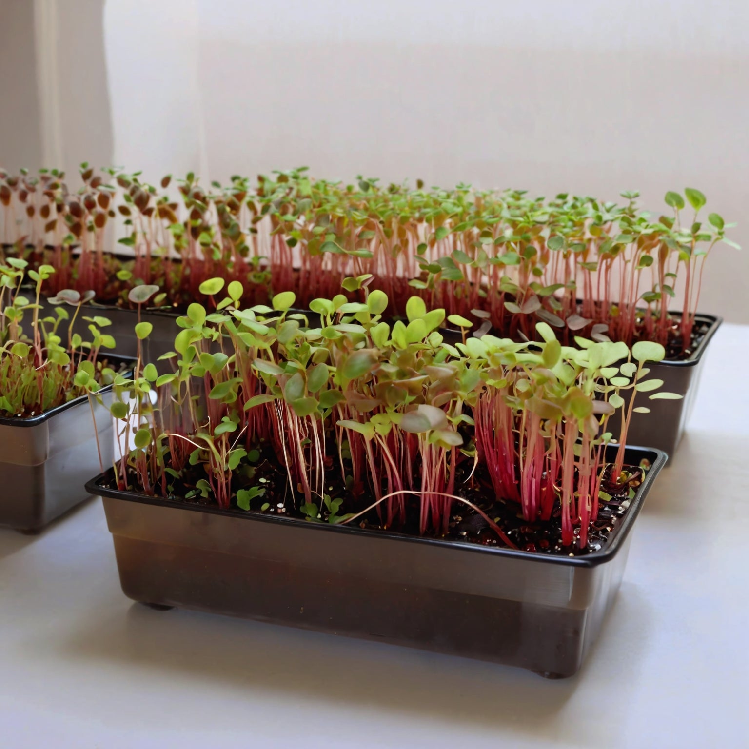 Swiss Chard Seeds - Ruby Red - Microgreens