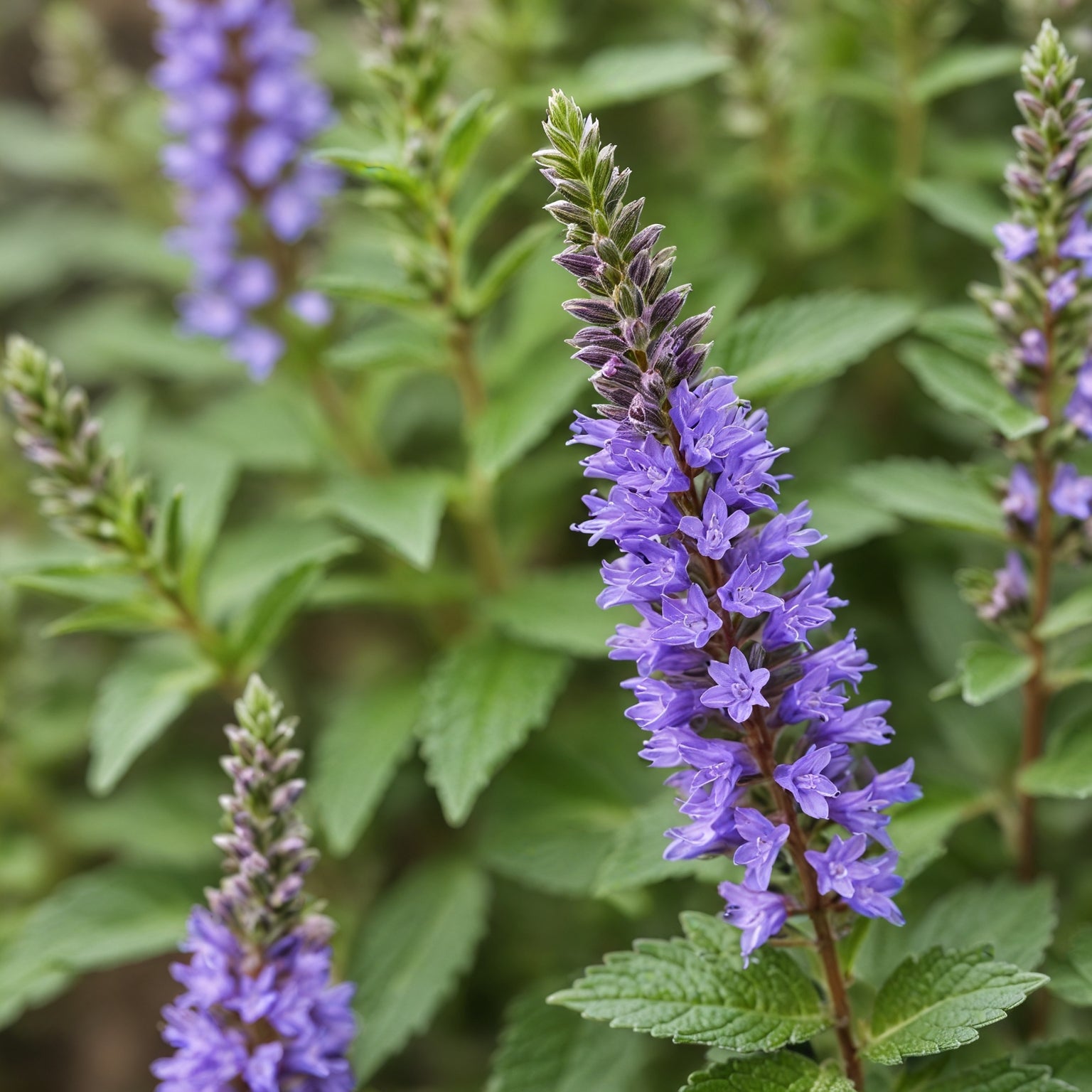 Hyssop Herb Seeds