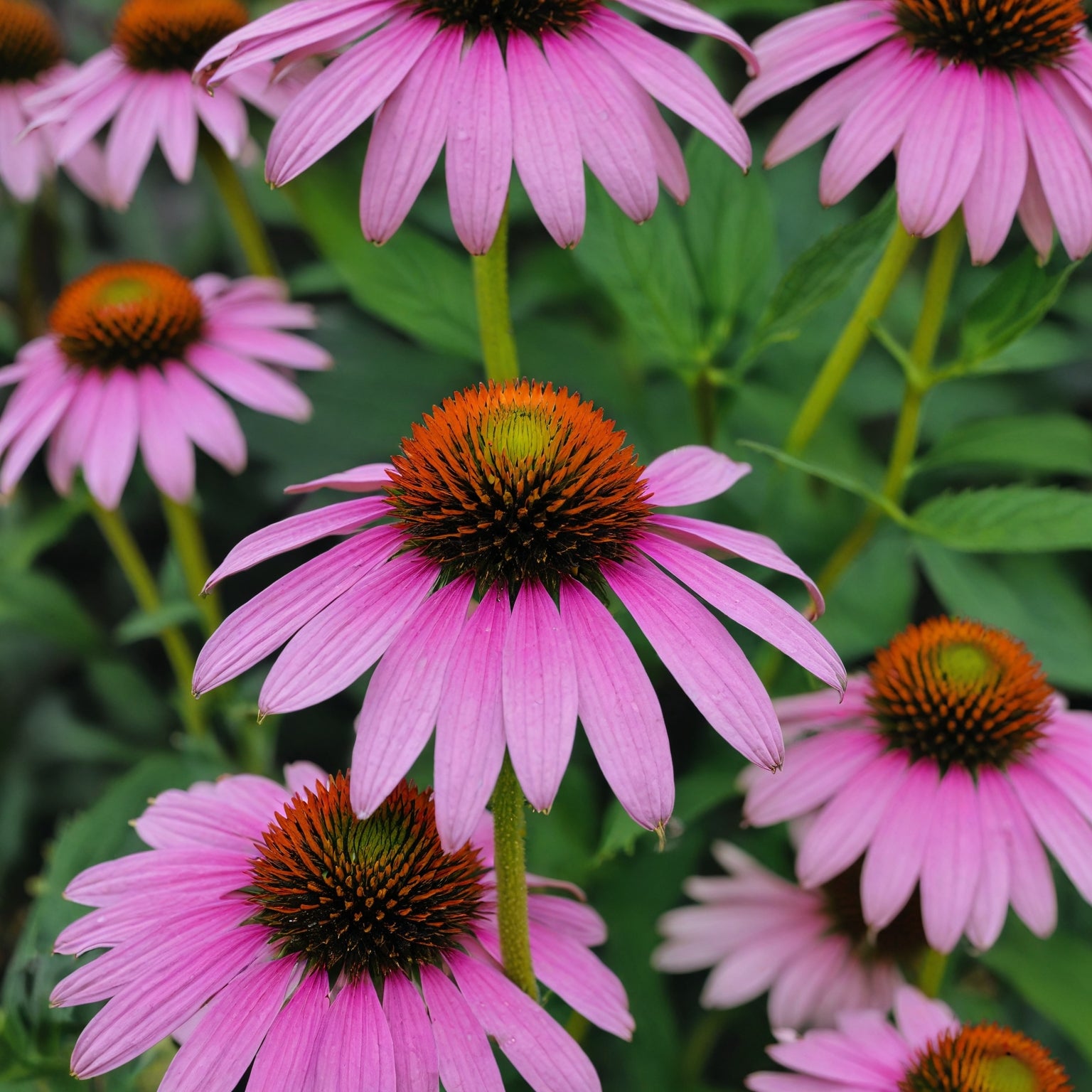 Echinacea Herb Seeds - Purple Coneflower