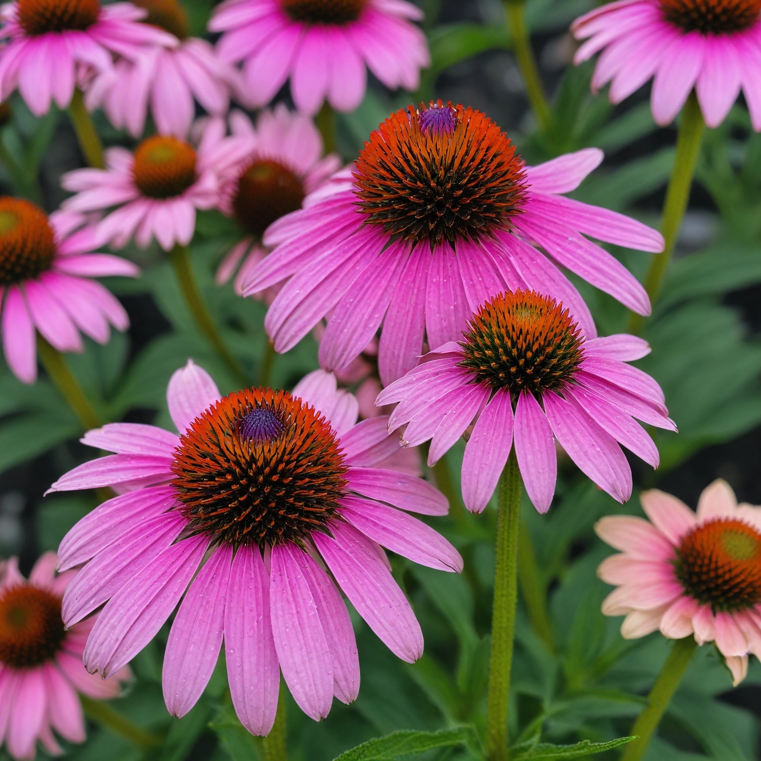 Echinacea Herb Seeds - Purple Coneflower