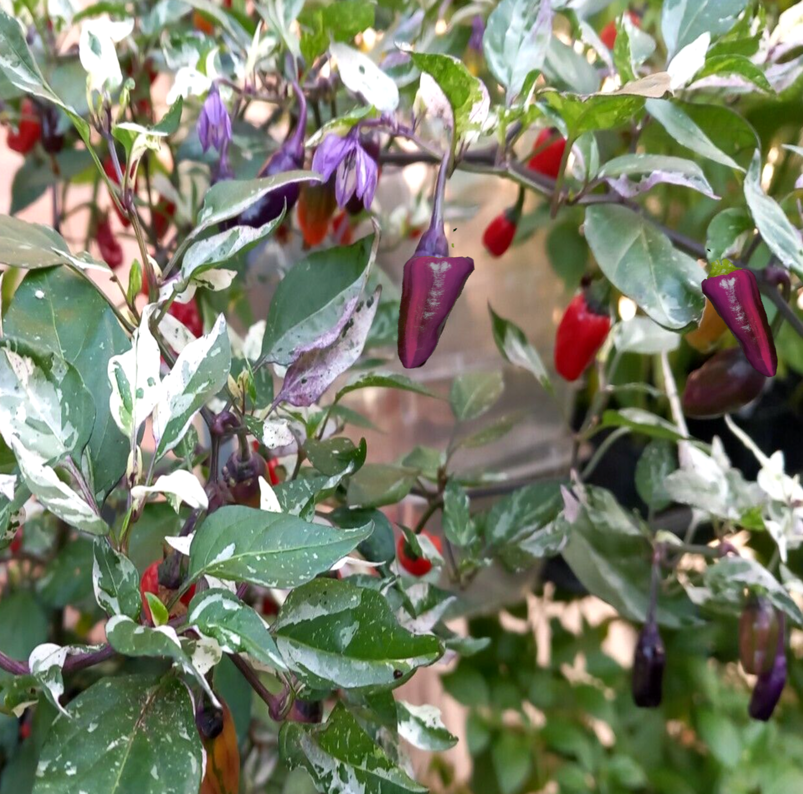 Purple Tiger Hot Pepper – Heirloom Vegetable Garden Seeds