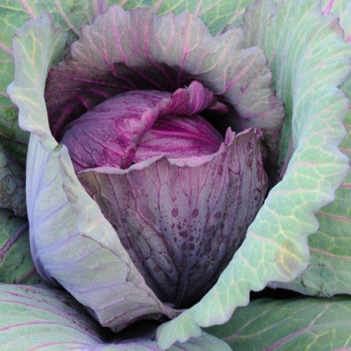 Red Acre Cabbage Seeds - Growing In Vegetable Garden