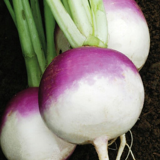 Turnip Seeds – Purple Top White Globe Growing In Vegetable Garden