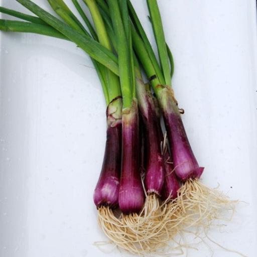 Onion Seeds - Bunching Onion - Crimson Forest