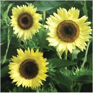 Lemon Queen Sunflowers in Vegetable Garden