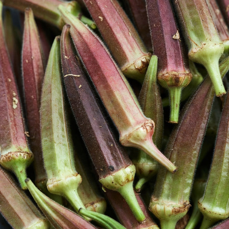 A close up picture of Red Burgandy Okra