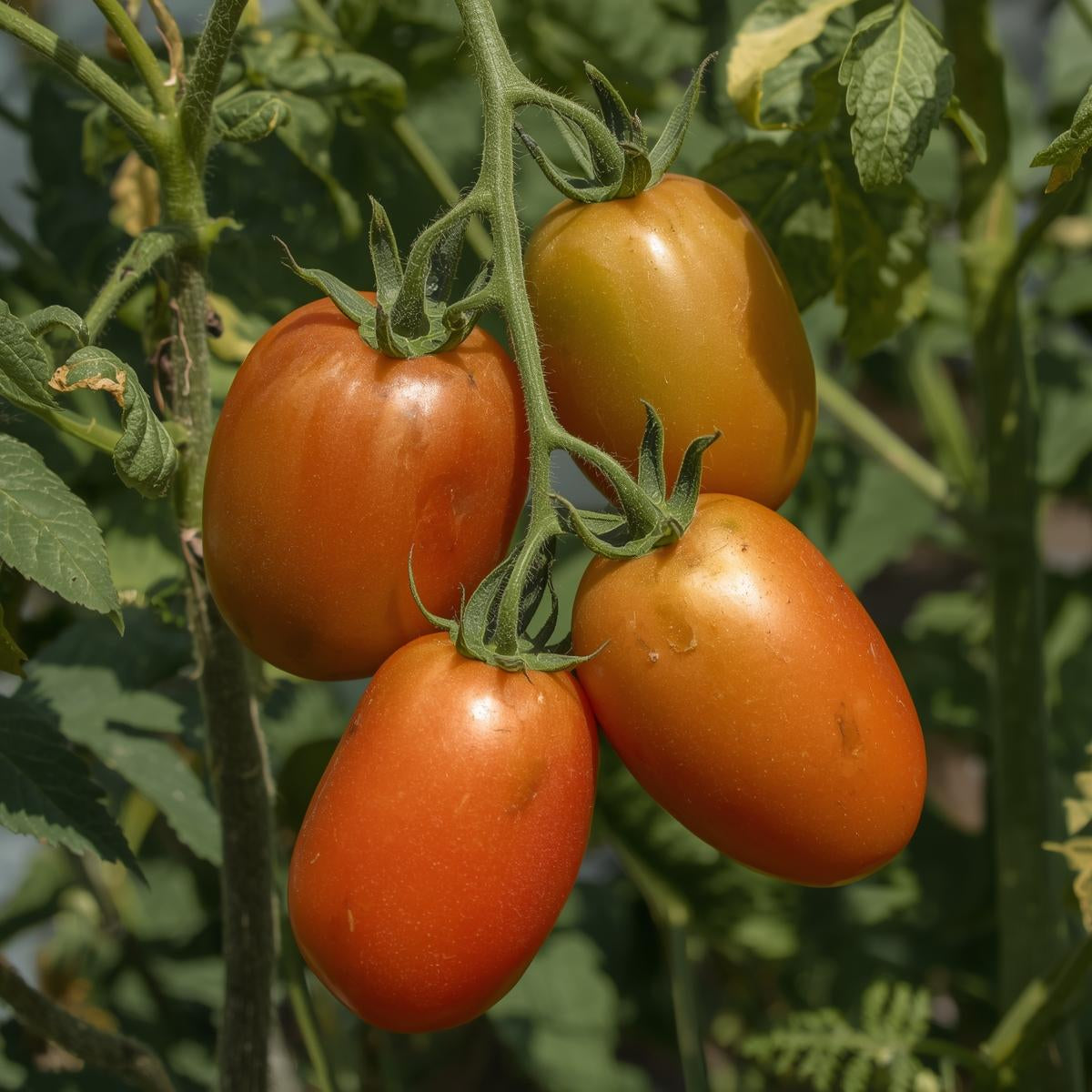Ripe roma tomatoes on a vine with green leaves
