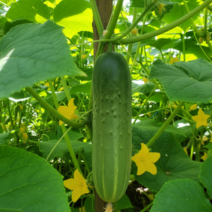 Staright Eight Cucumber up close photo growing on a vine