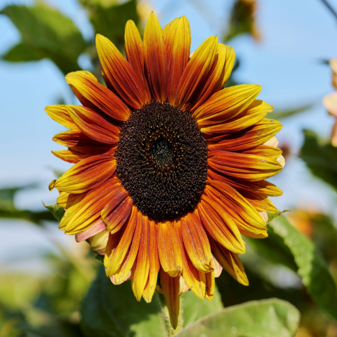 Indian Blanket Sunflower Growing In Garden