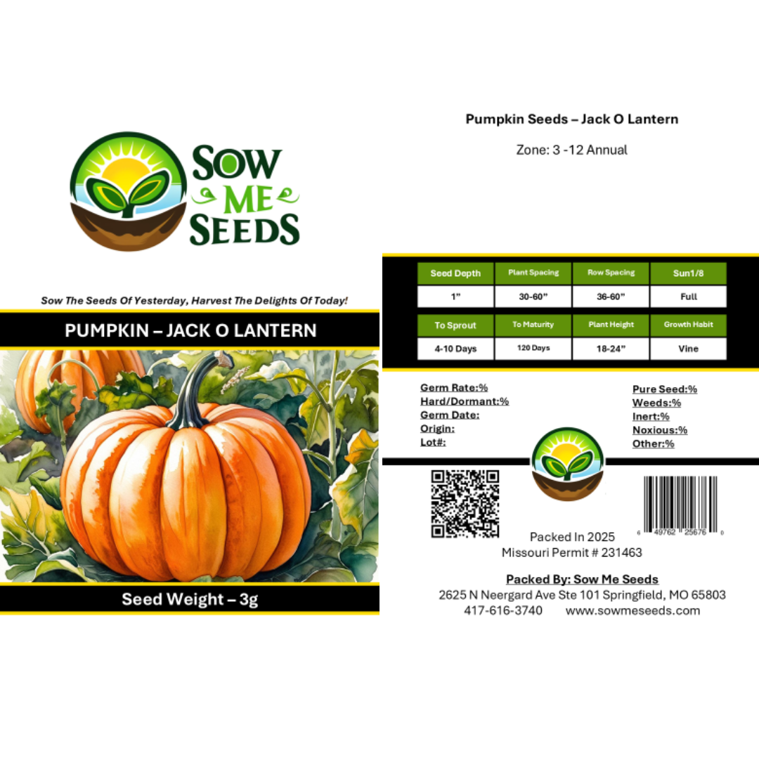 Pumpkin Seeds – Jack O Lantern