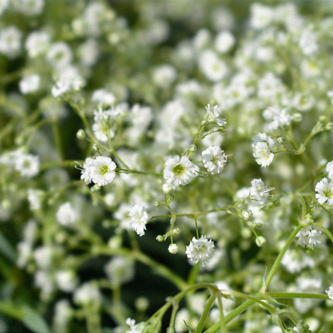 Flower Seeds - Baby's Breath