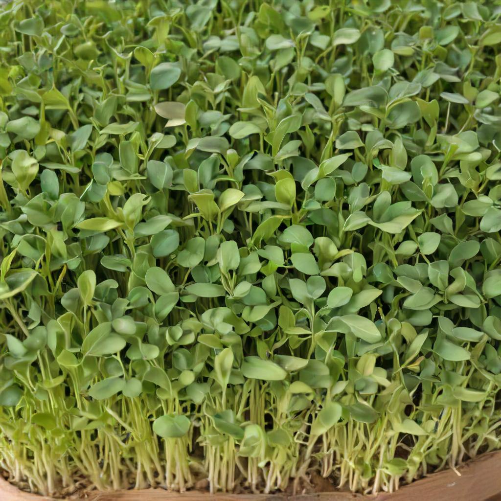Sunflower Seeds - Black Oil - Microgreens
