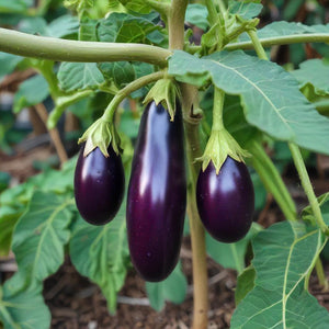 Eggplant – Long Purple