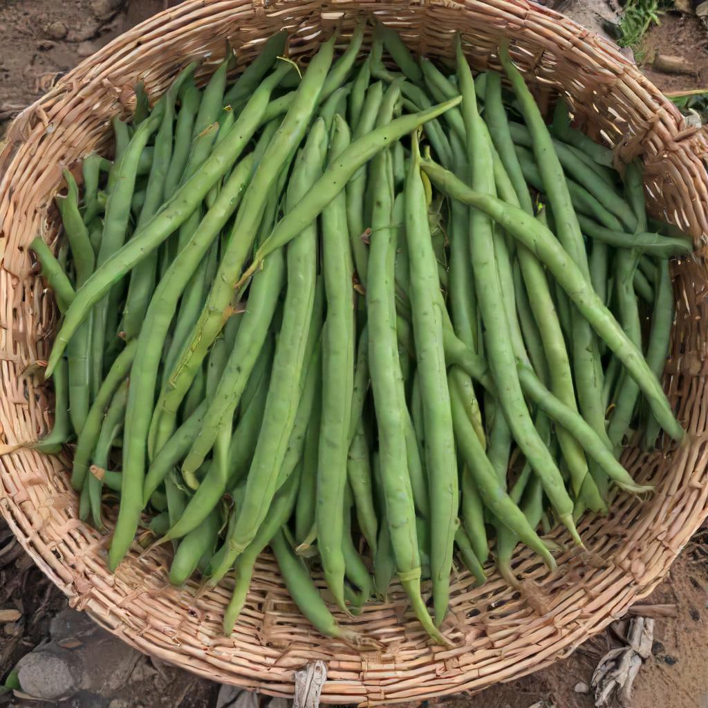 Bean Seeds – Bush - Tendergreen
