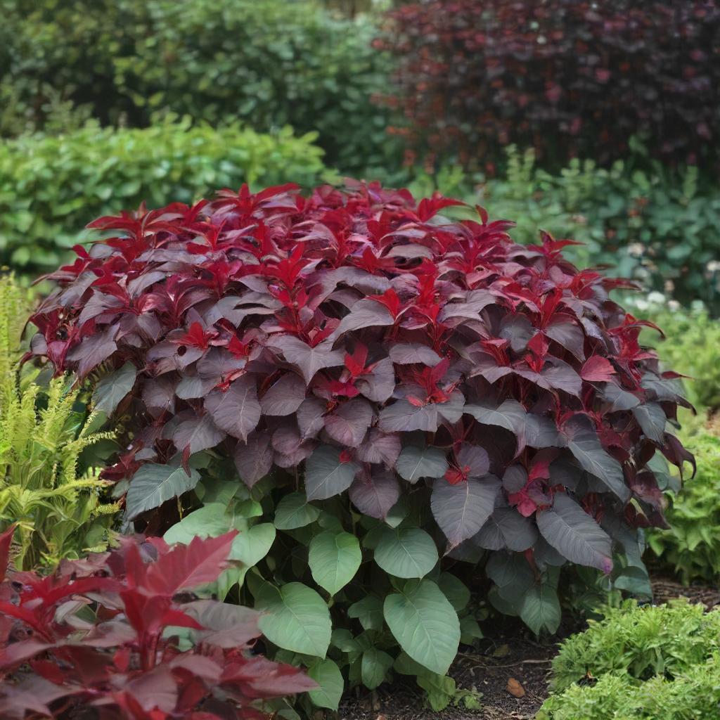 A vibrant heirloom amaranth plant growing in a garden, showcasing deep red blooms.