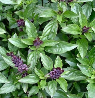 Garden-fresh basil on a cutting board, ready for culinary use.