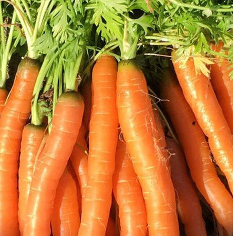 Carrots