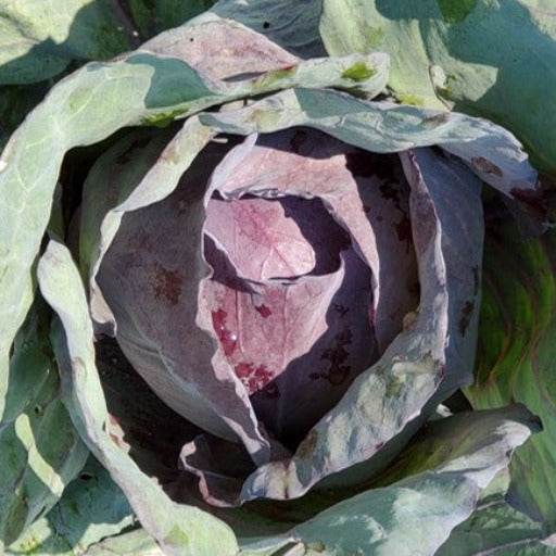 Cabbage