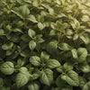 Common Italian Oregano – Heirloom Culinary Herb Garden Seeds