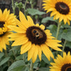 Sunflower Seeds - Lemon Queen Sunflowers