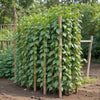 Blue Lake FM1K Pole Beans – Heirloom Vegetable Garden Seeds
