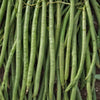 Bean Seeds - Pole - Blue Lake FM1K
