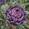 Purple Romagna Artichoke – Heirloom Vegetable Garden Seeds