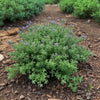 Common Thyme Growing In Herb Garden