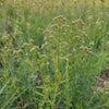 Cumin – Heirloom Culinary Herb Garden Seeds