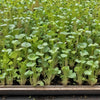 Cabbage Seeds - Golden Acre - Microgreens