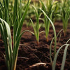 Onion Seeds - Bunching Onion - Crimson Forest