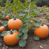 Sugar Pie Pumpkin – Heirloom Vegetable Garden Seeds