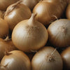Long Utah Sweet Spanish Onion – Heirloom Vegetable Garden Seeds
