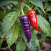 Purple Tiger Hot Pepper – Heirloom Vegetable Garden Seeds