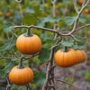 Jack Be Little Pumpkin – Heirloom Vegetable Garden Seeds