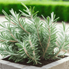Rosemary – Heirloom Culinary Herb Garden Seeds