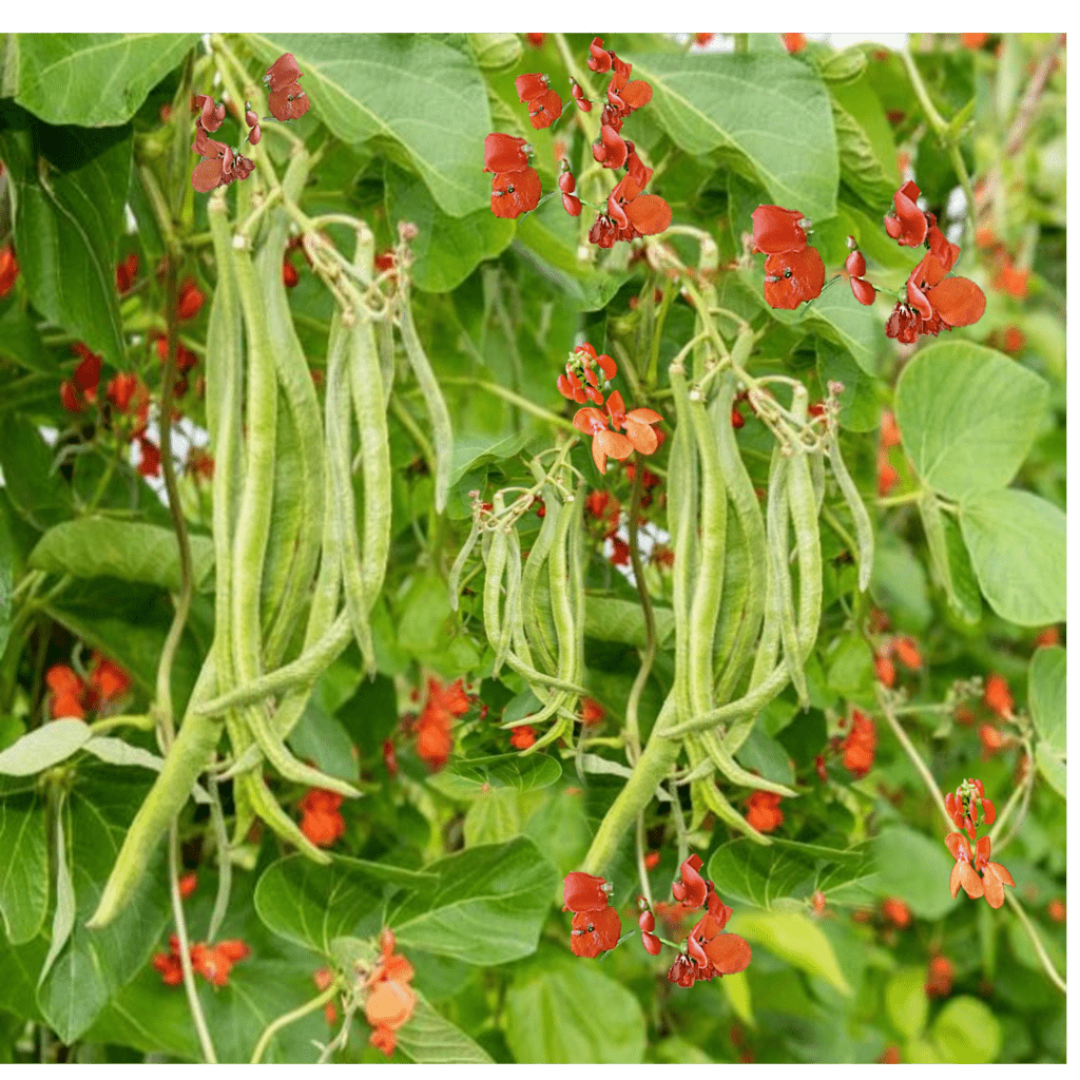Scarlet Runner Pole Beans – Heirloom Vegetable Garden Seeds