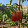 A closeup of beefsteak tomato growing on a vine in a small garden